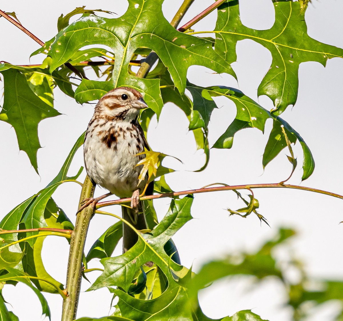 Song Sparrow - ML620498616