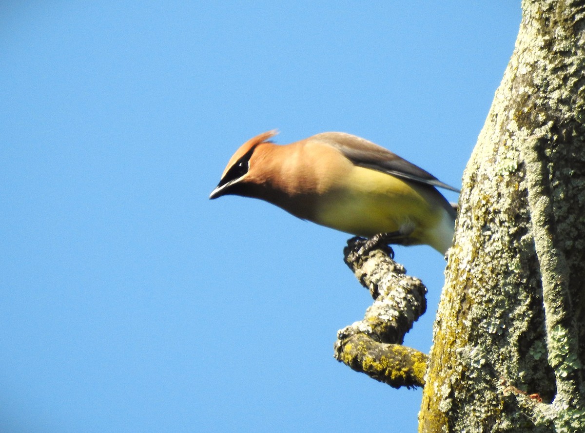 Cedar Waxwing - ML620498619