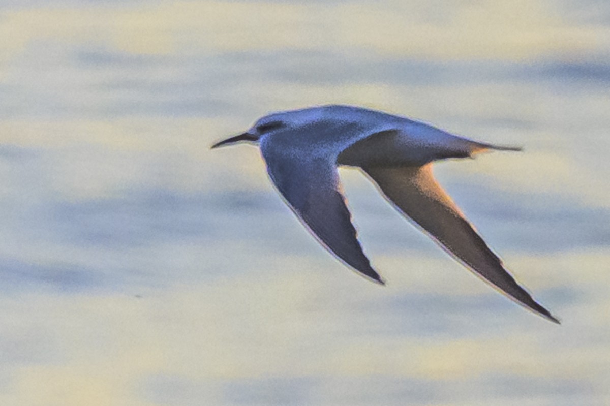 Snowy-crowned Tern - Amed Hernández