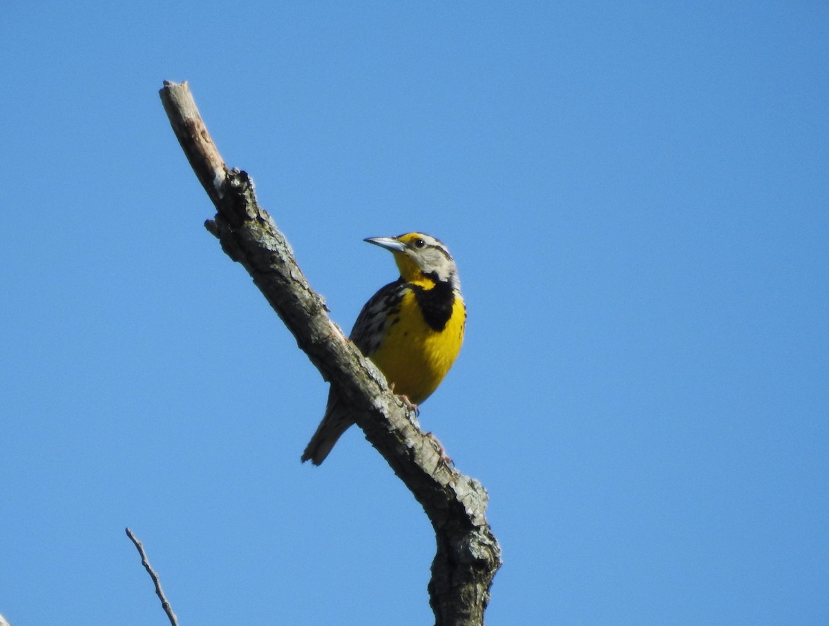 ヒガシマキバドリ - ML620498639