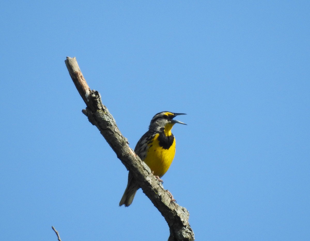 Eastern Meadowlark - ML620498641
