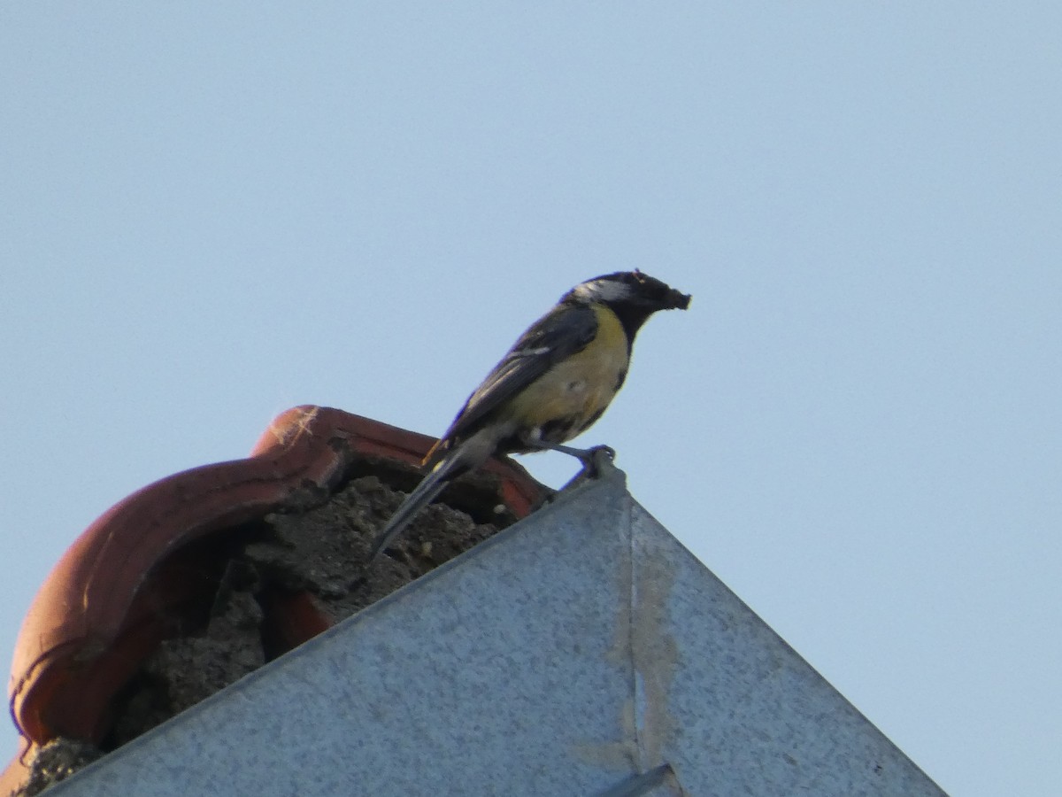 Great Tit - ML620498646