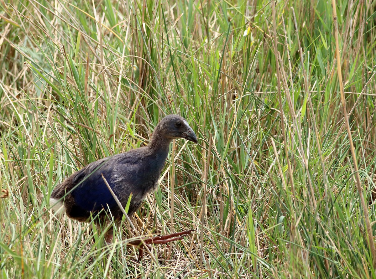 Western Swamphen - ML620498649