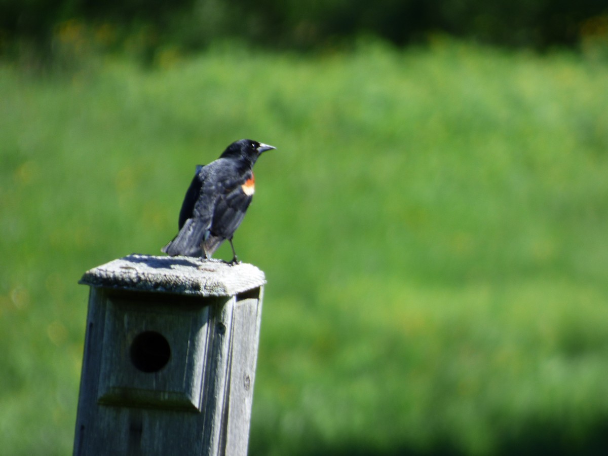 Red-winged Blackbird - ML620498650