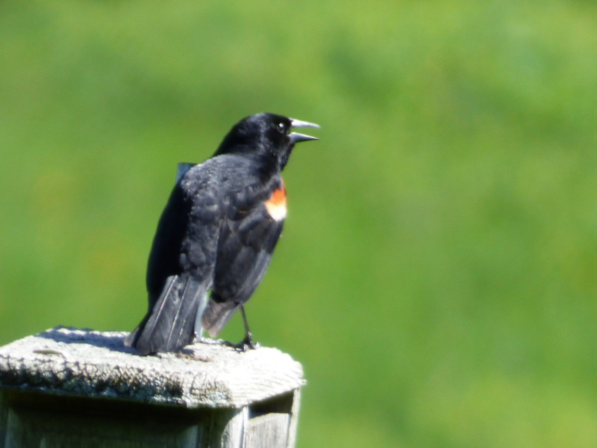 Red-winged Blackbird - ML620498652