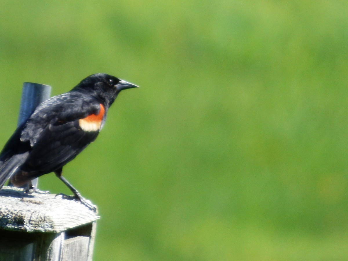 Red-winged Blackbird - ML620498653