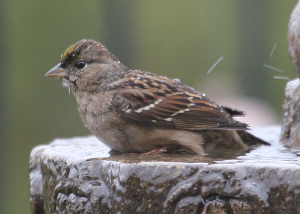 Golden-crowned Sparrow - ML620498655