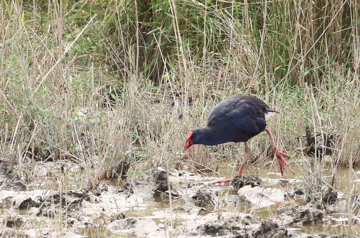 Western Swamphen - ML620498657