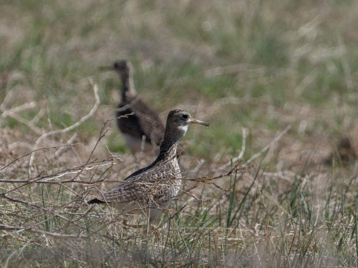 Upland Sandpiper - ML620498660