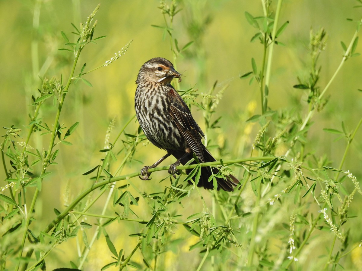 Red-winged Blackbird - Edgar Otto