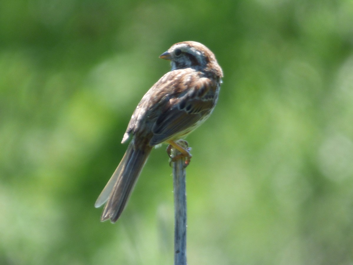 Song Sparrow - ML620498674