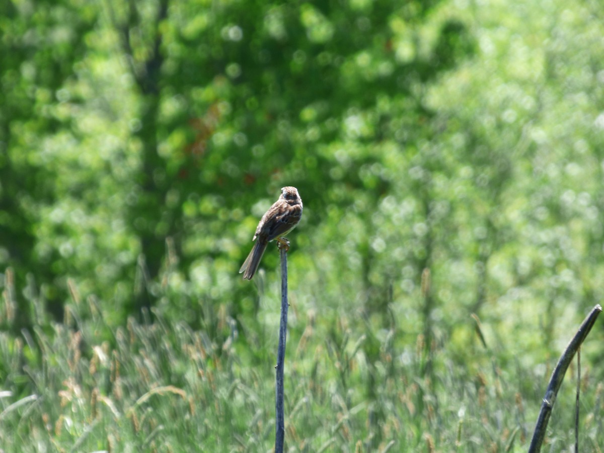 Song Sparrow - ML620498676