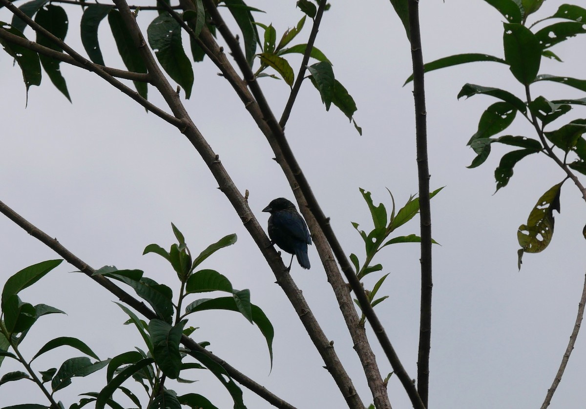 Blue-black Grassquit - ML620498677