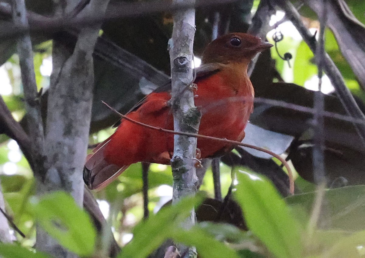 Cotinga Rojo Guayanés - ML620498680