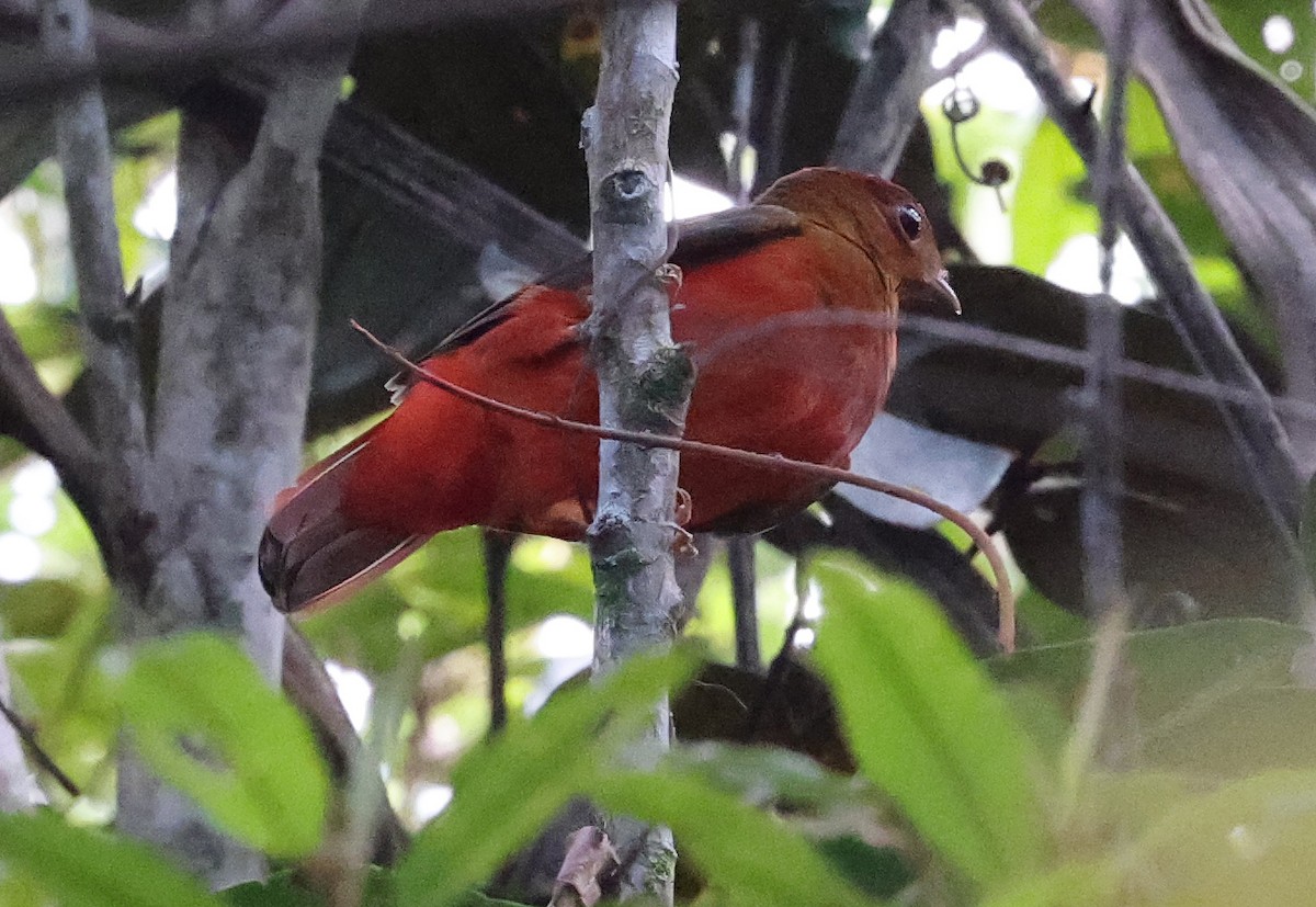 Cotinga Rojo Guayanés - ML620498681