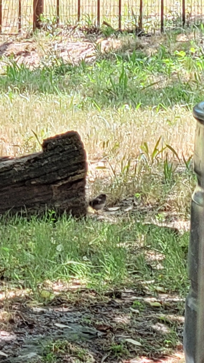 Dark-eyed Junco - ML620498685