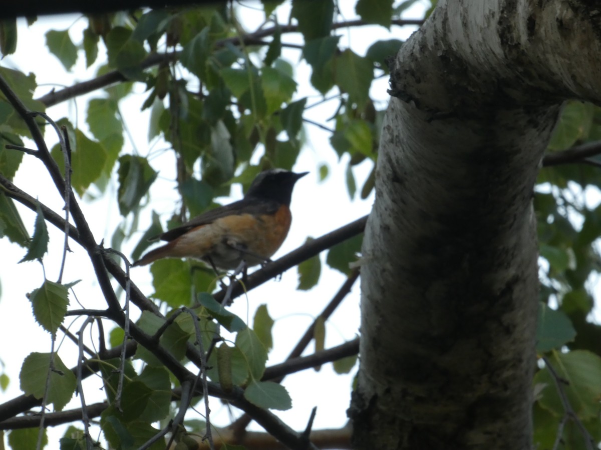 Common Redstart - ML620498686