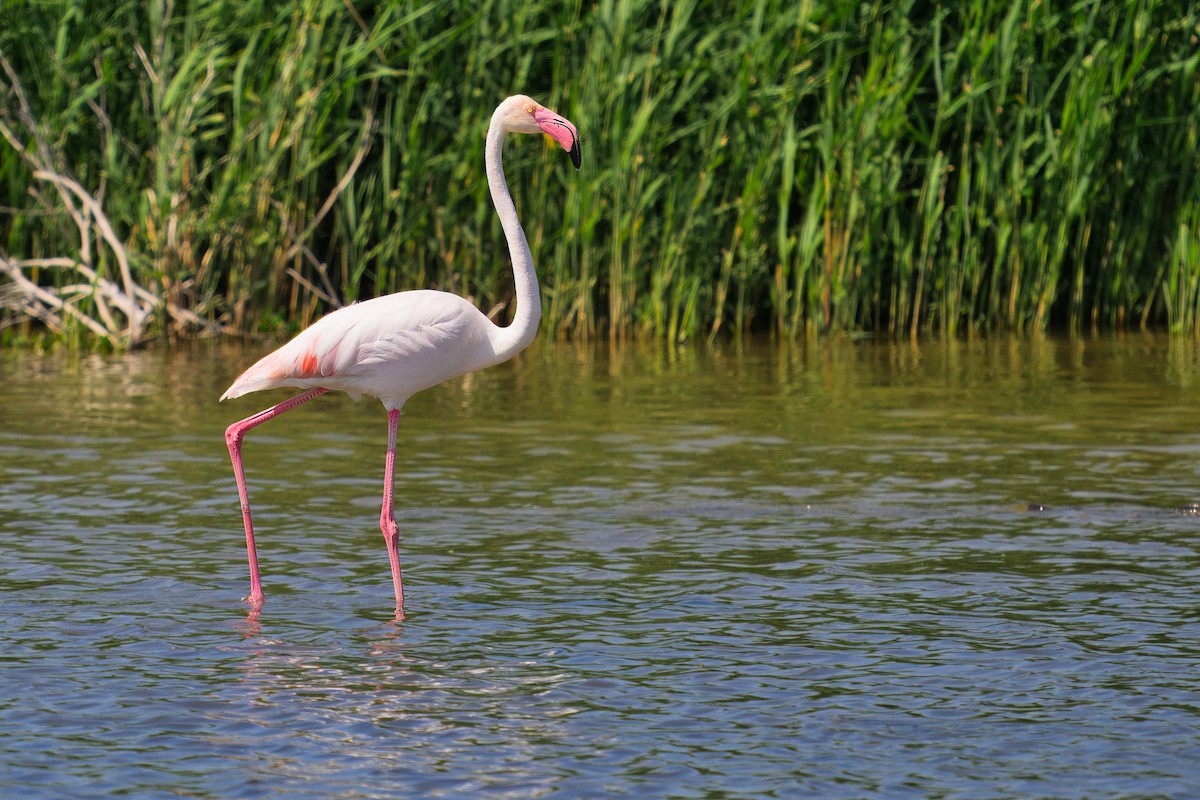 Greater Flamingo - ML620498690