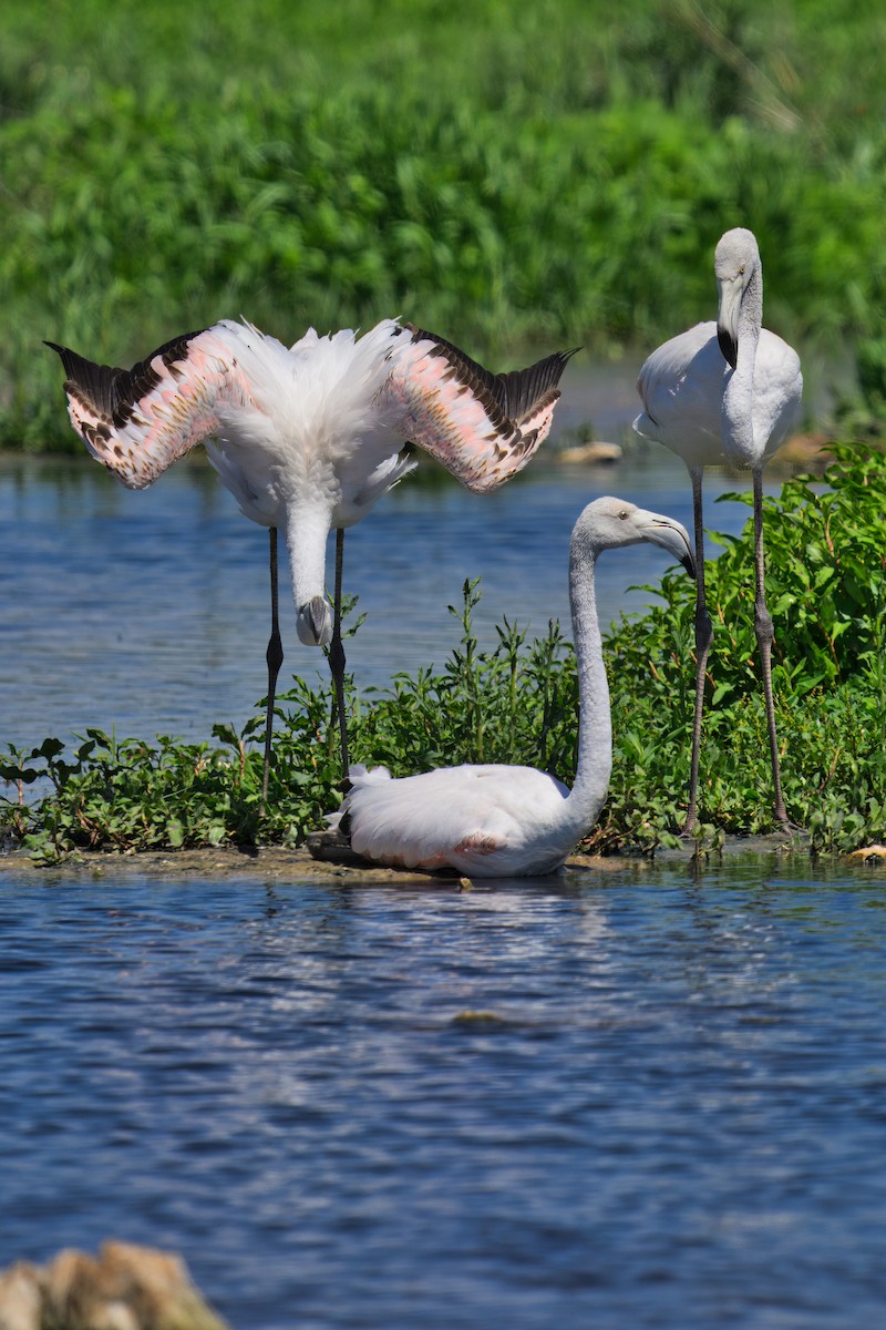 Greater Flamingo - ML620498693