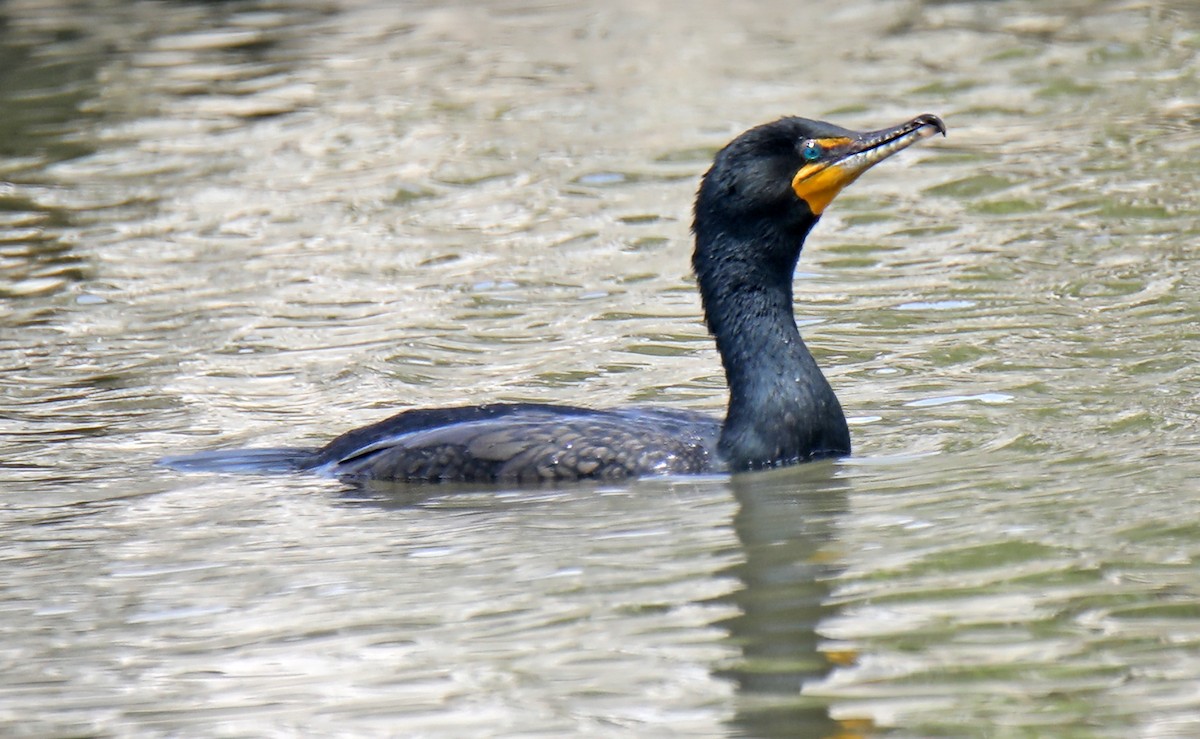 Double-crested Cormorant - ML620498704