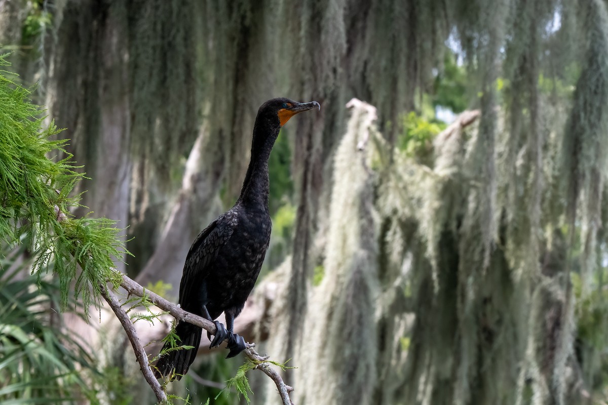 Double-crested Cormorant - ML620498705