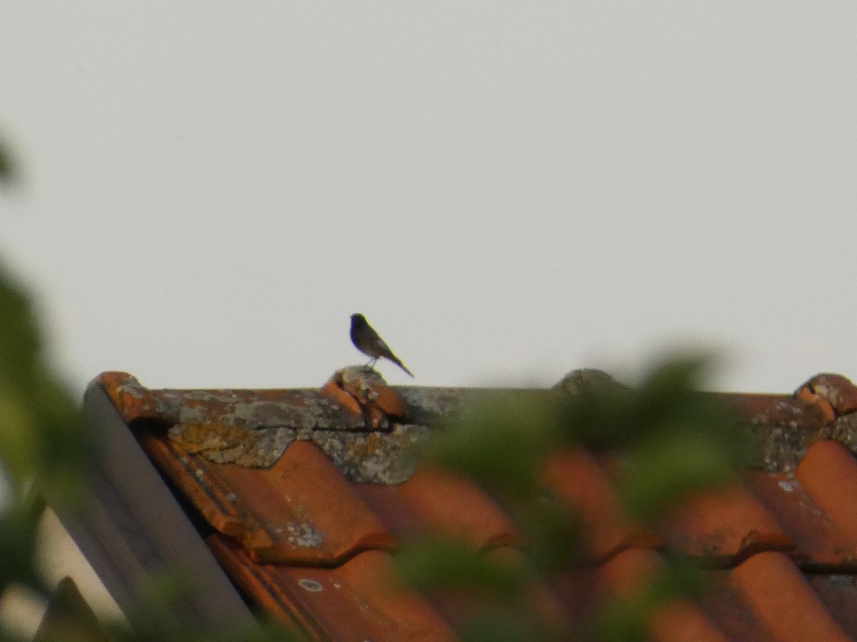 Black Redstart - ML620498708