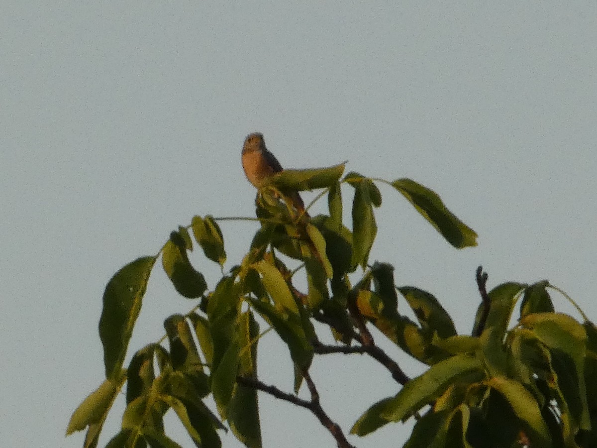 Black Redstart - ML620498709