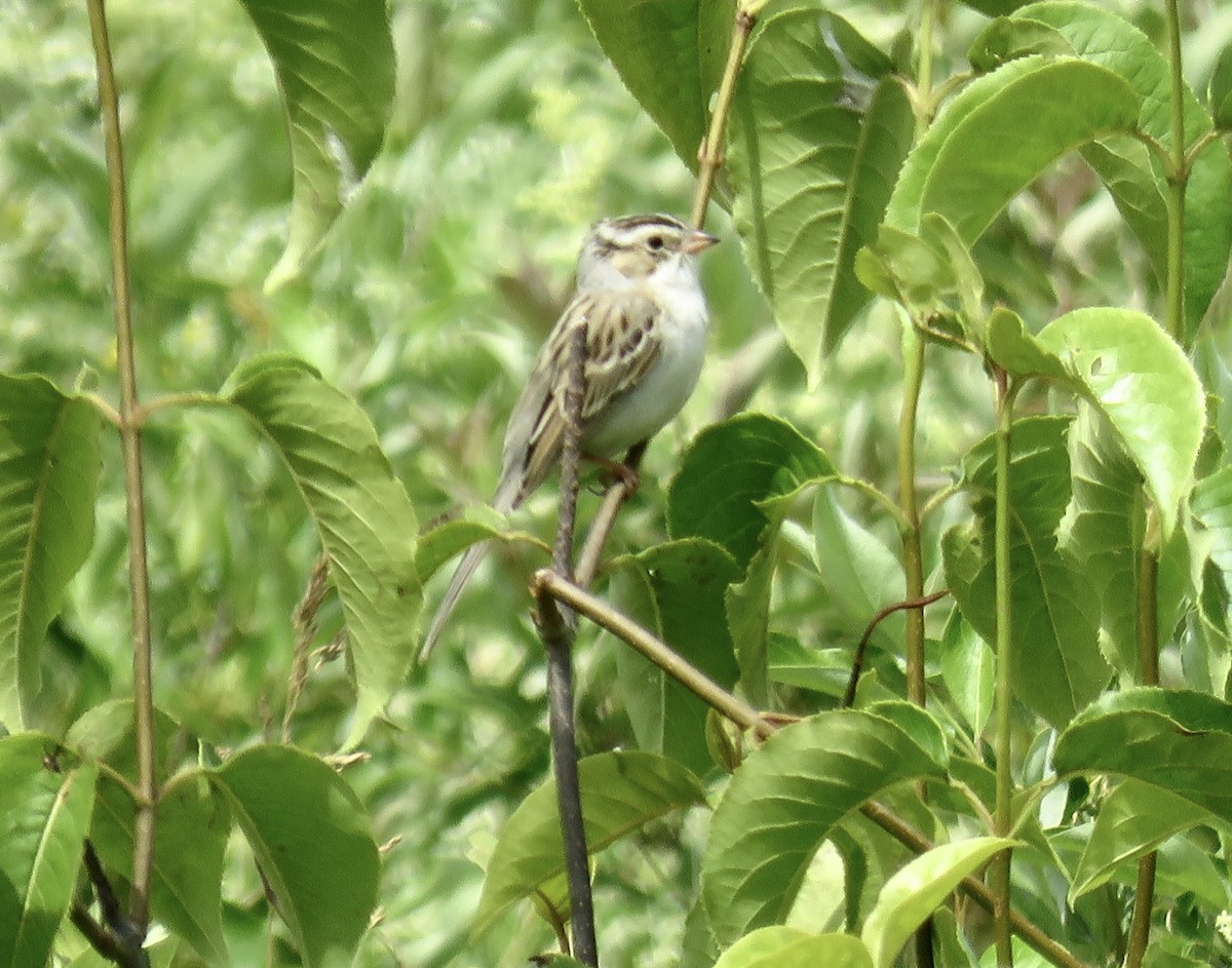 Clay-colored Sparrow - ML620498714