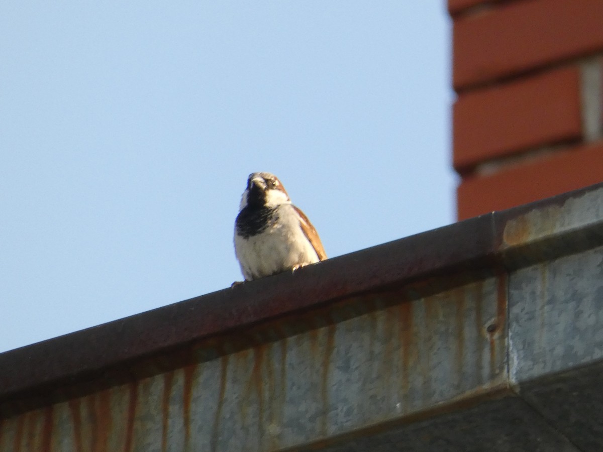 Moineau domestique - ML620498715