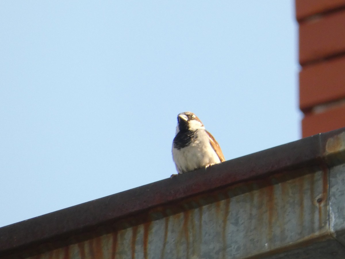 House Sparrow - ML620498716