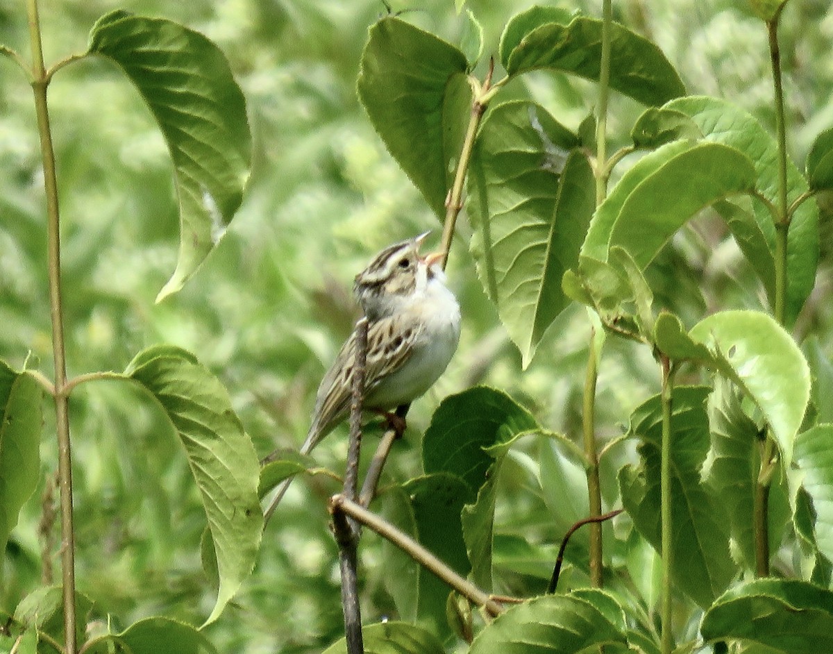 Clay-colored Sparrow - ML620498720