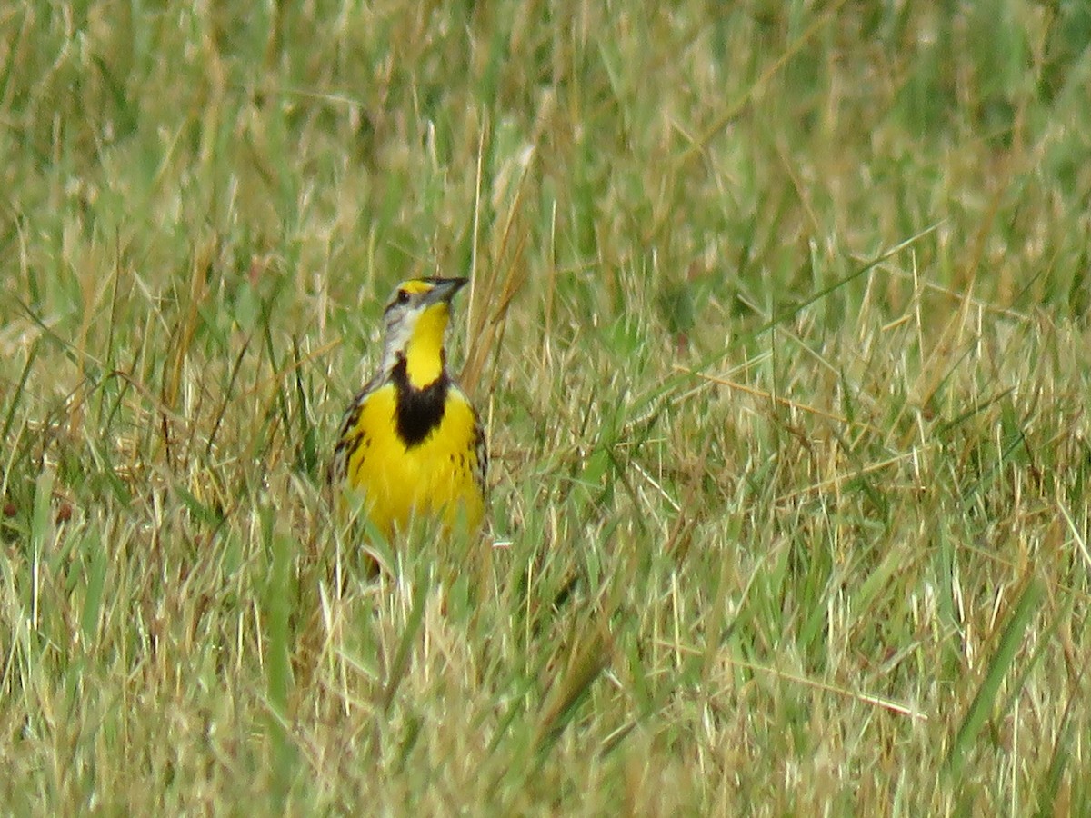 Eastern Meadowlark - ML620498740