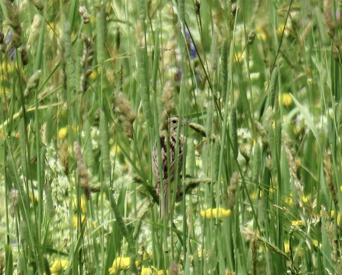 Henslow's Sparrow - ML620498744