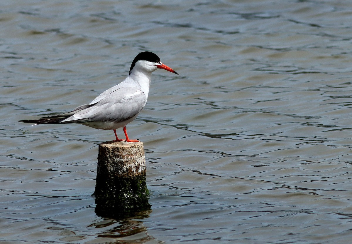 Common Tern - ML620498745