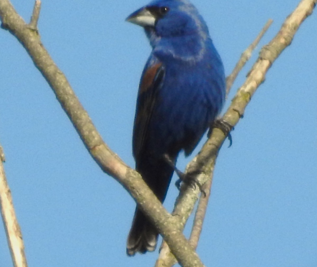 Guiraca bleu - ML620498747