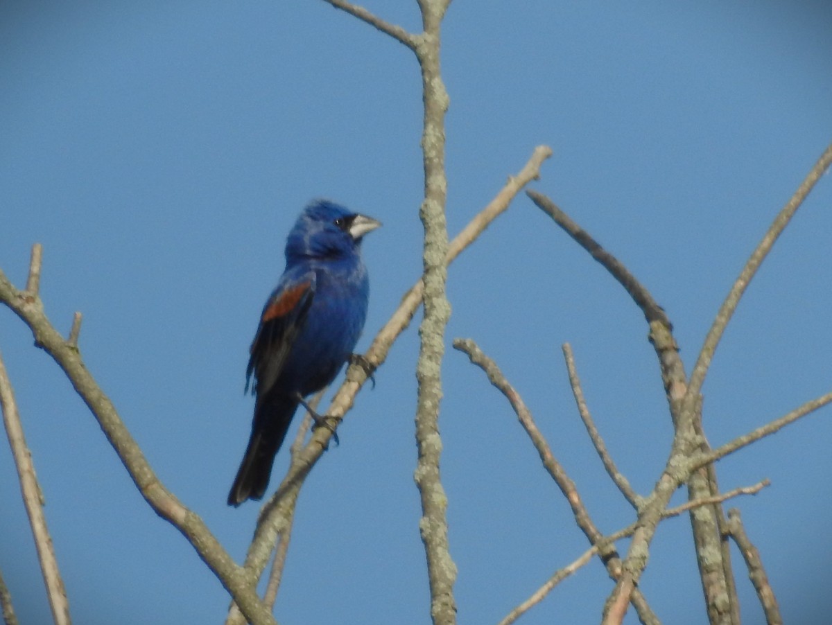 ルリイカル - ML620498748