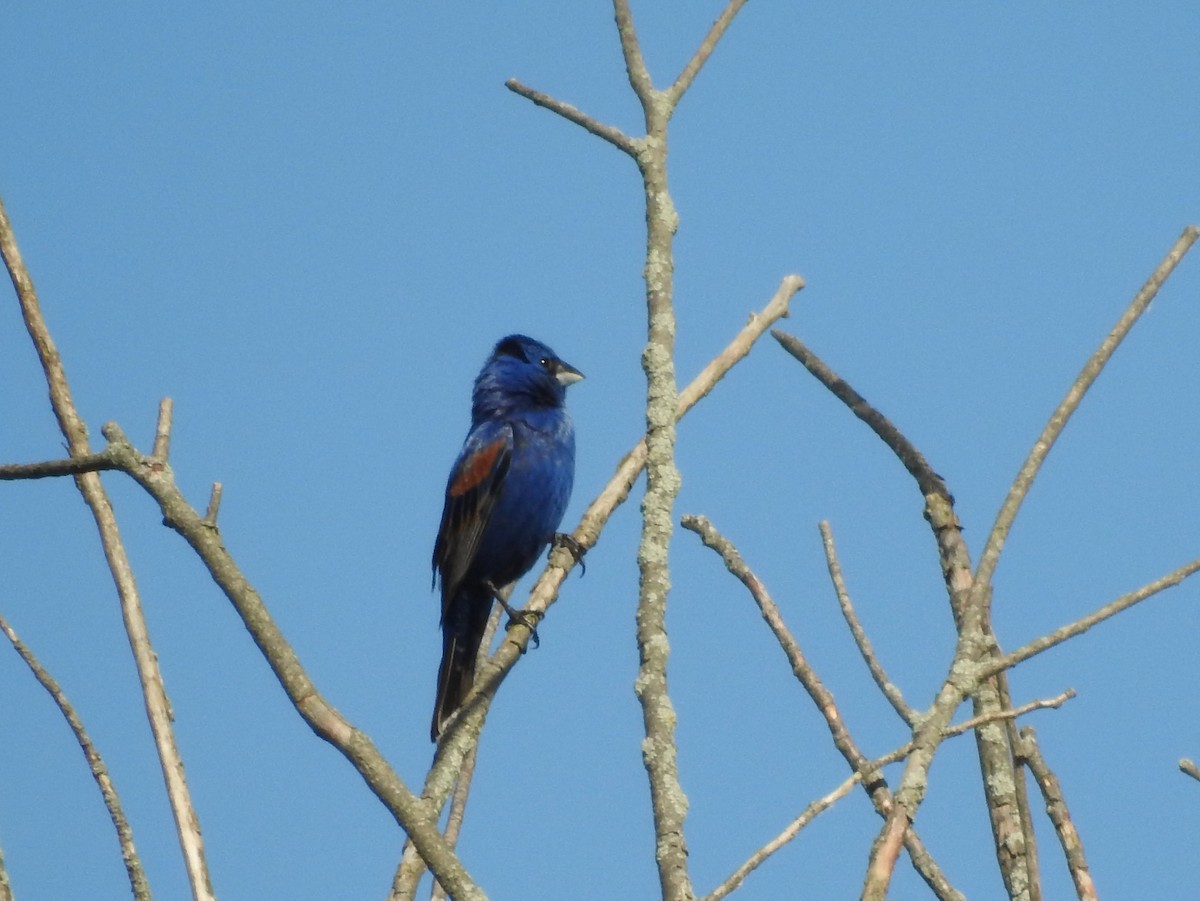 Blue Grosbeak - ML620498750