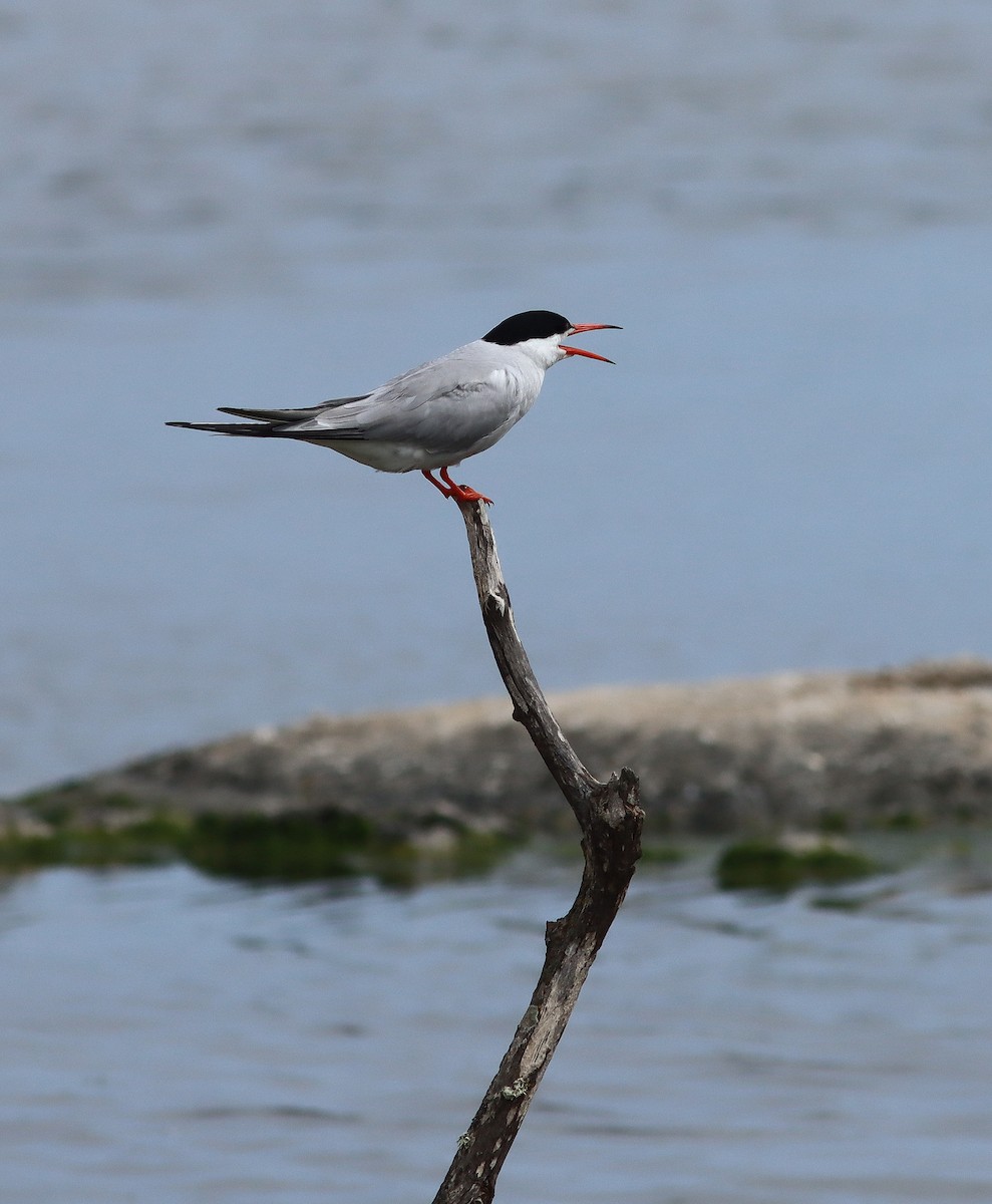 Common Tern - ML620498755