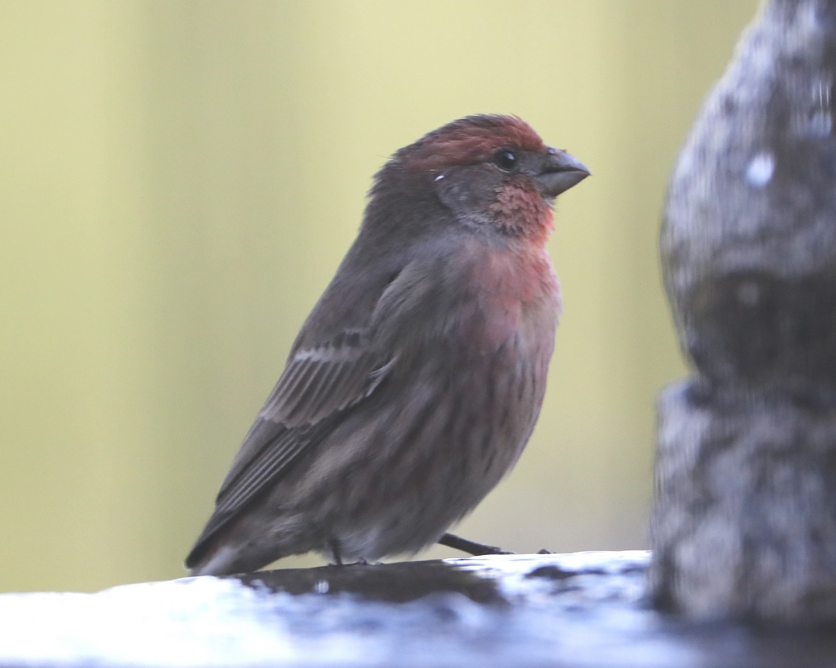 House/Purple Finch - ML620498759