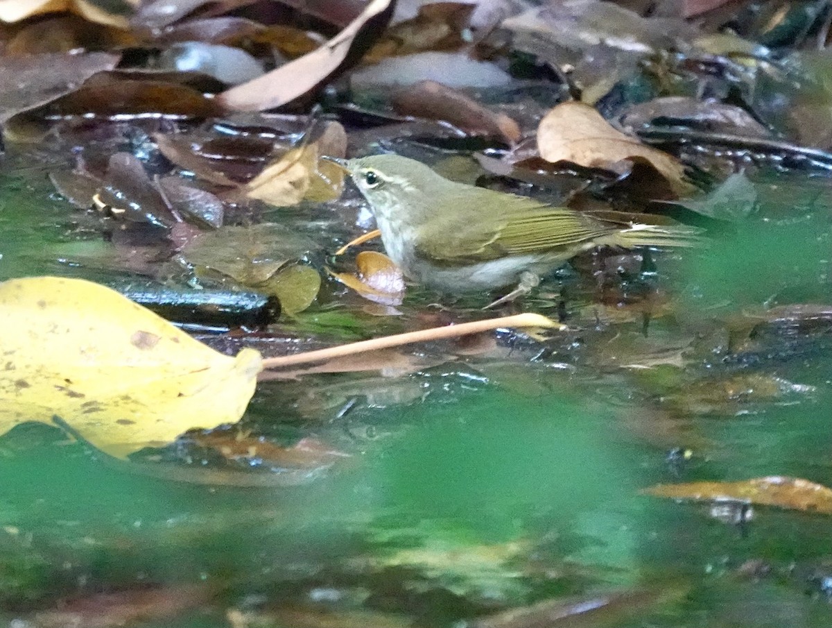 Ijima's Leaf Warbler - ML620498760