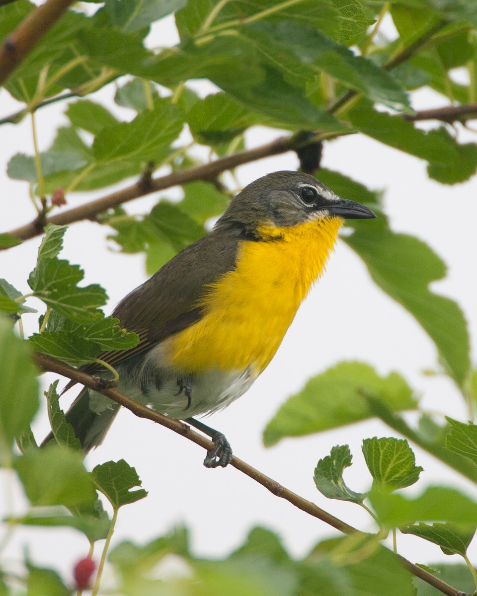 Yellow-breasted Chat - ML620498761