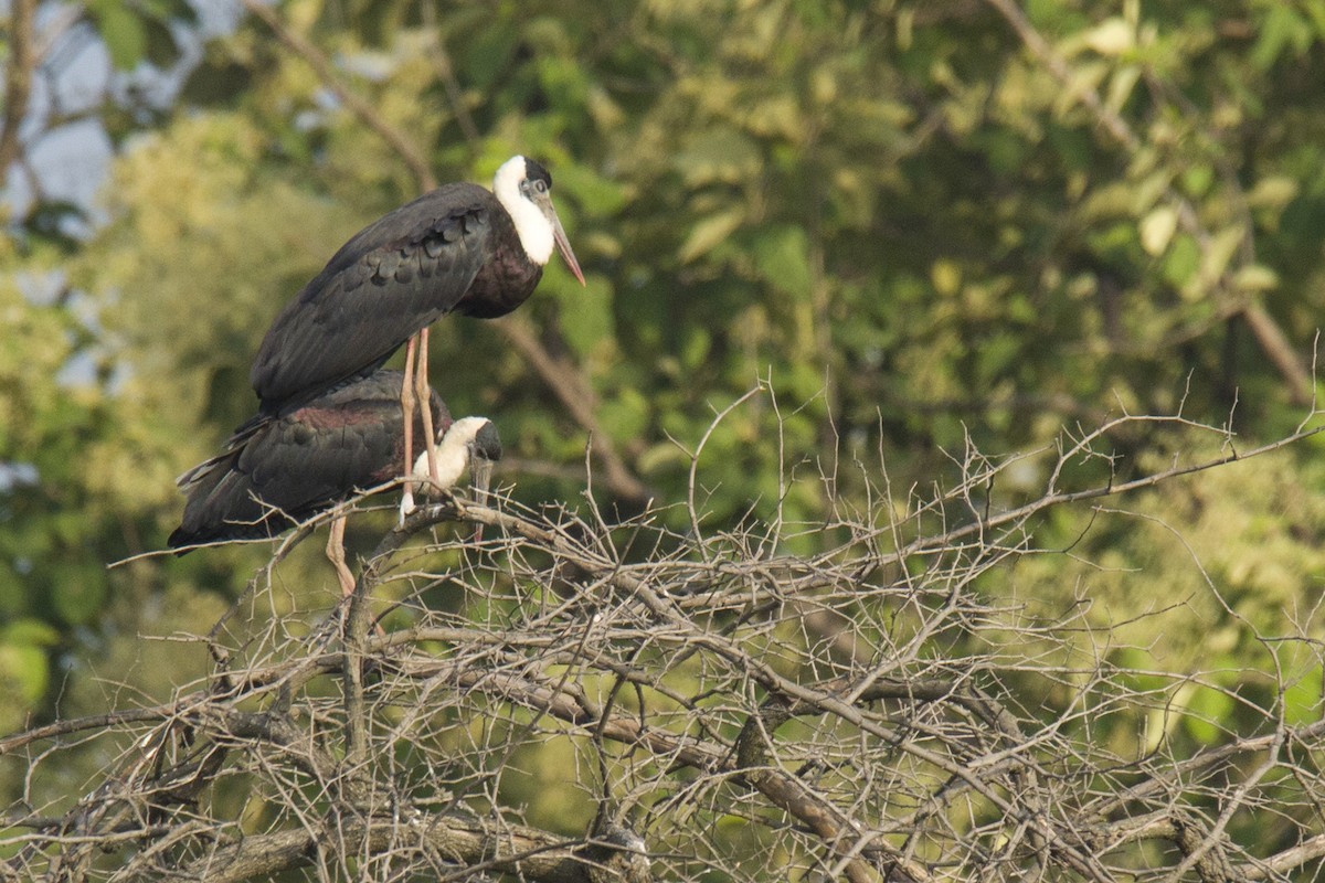 Asian Woolly-necked Stork - ML620498764