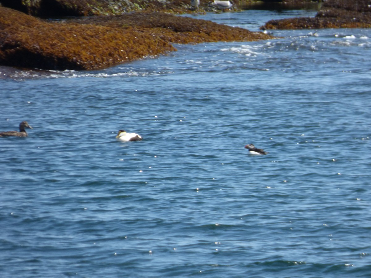 Common Eider - ML620498766