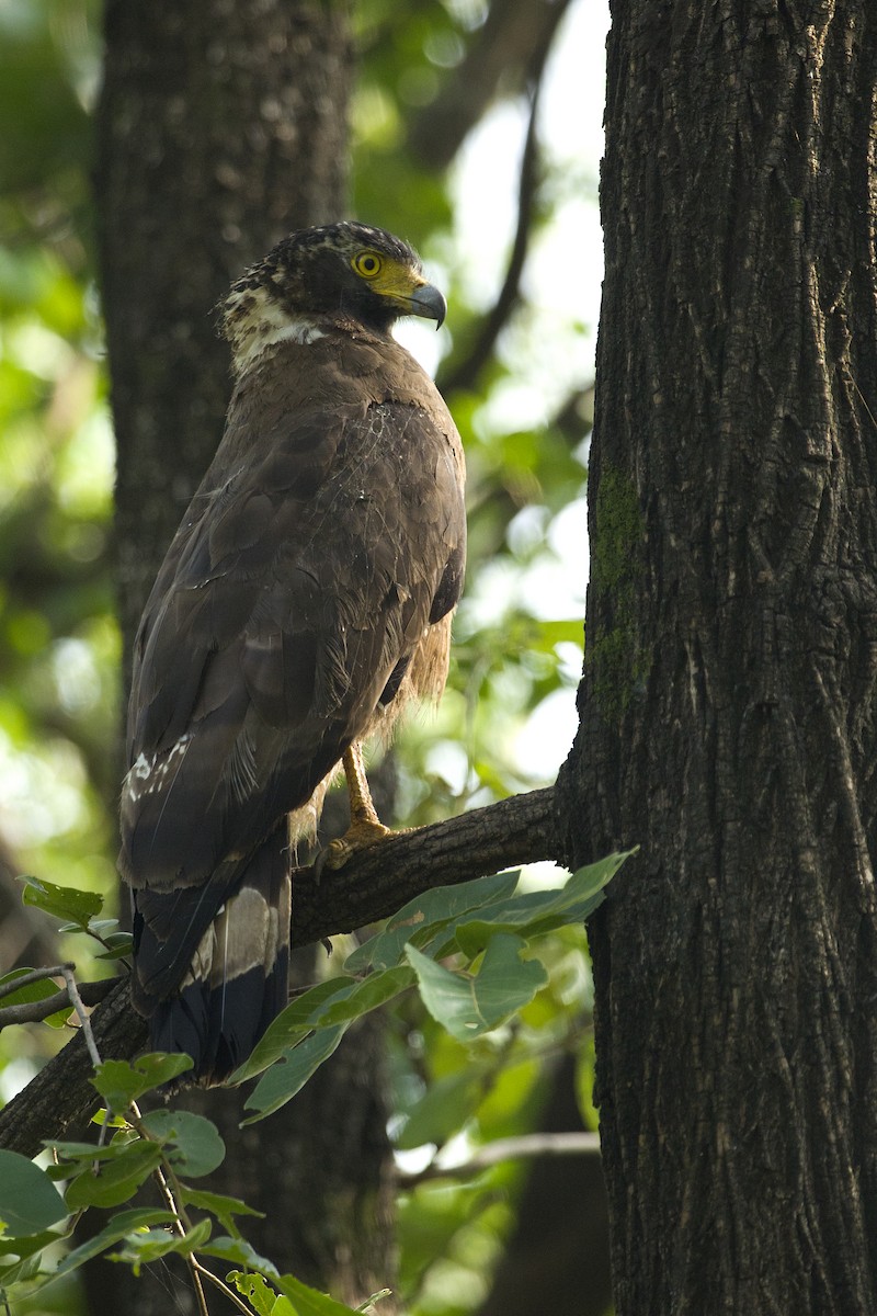 Haubenschlangenadler - ML620498771