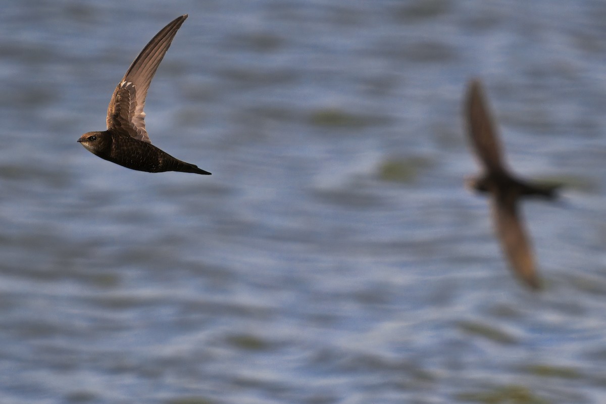 Common Swift - Dirk Engelen