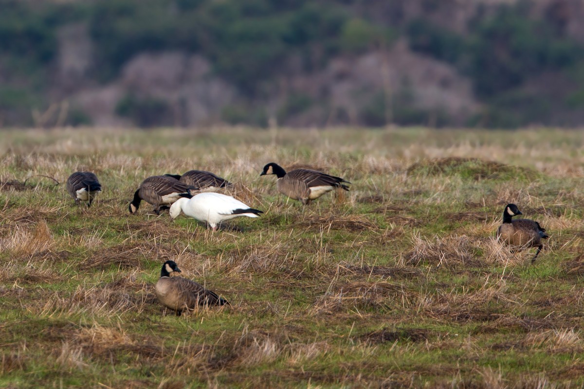 Snow Goose - William Clark