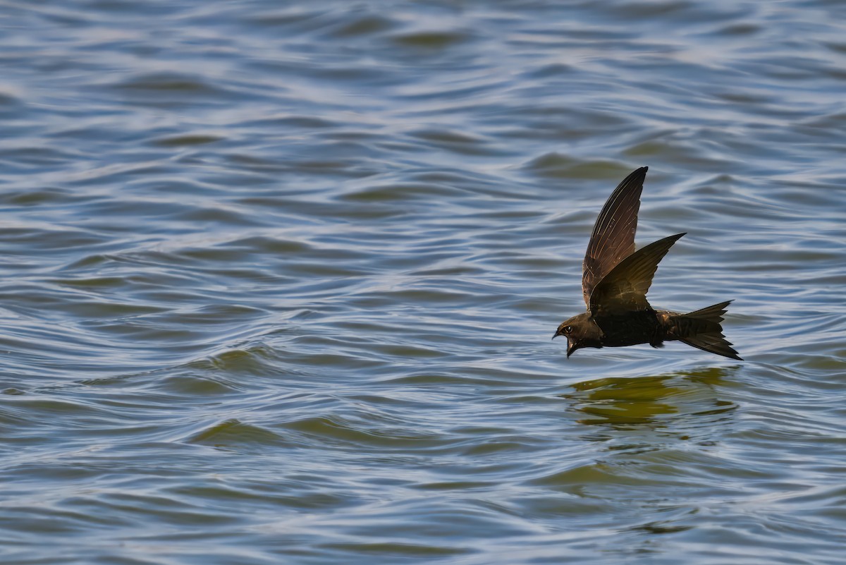 Common Swift - ML620498782