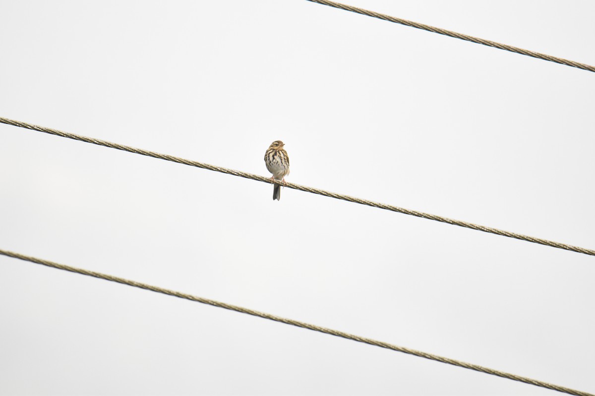 Olive-backed Pipit - ML620498790