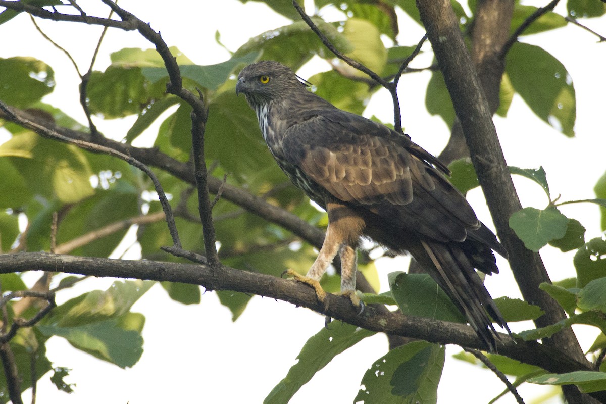 Águila Variable - ML620498791