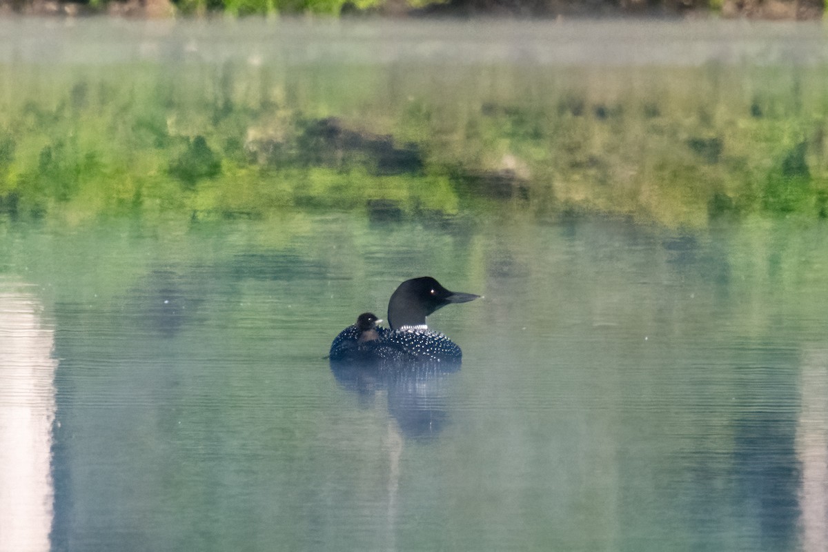 Plongeon huard - ML620498797